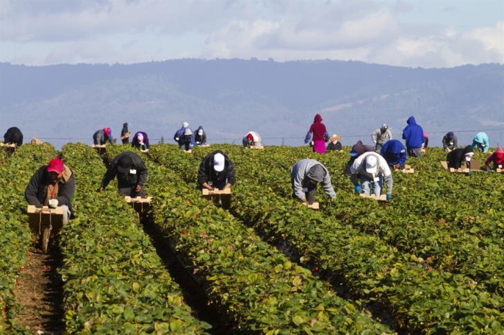 قبرص: يمكن لطالبي اللجوء التقدم للوظائف الزراعية الموسمية