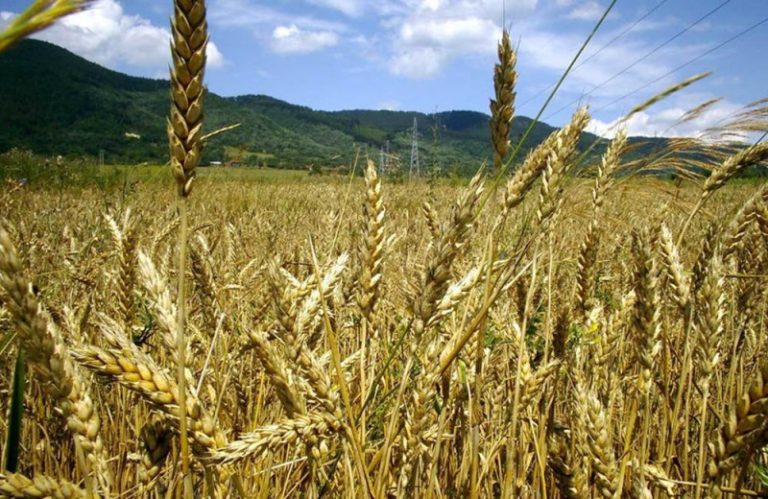 وزير الزراعة يعبر عن قلقه من ارتفاع أسعار القمح وعدم كفاية القمح