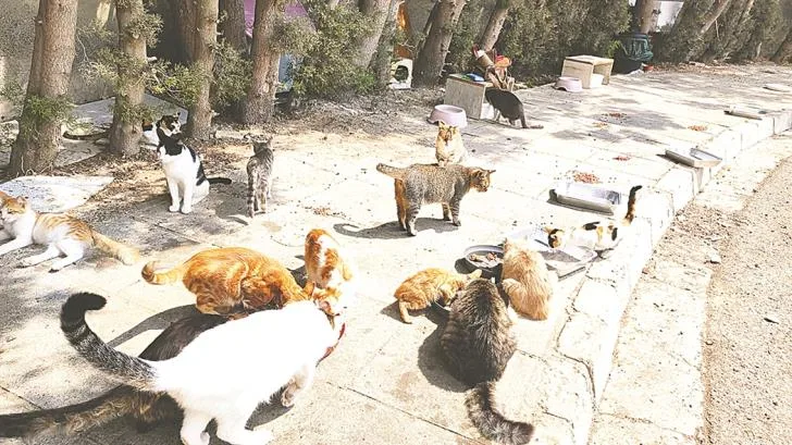 انتشار مقلق لفيروس كورونا القاتل في قبرص