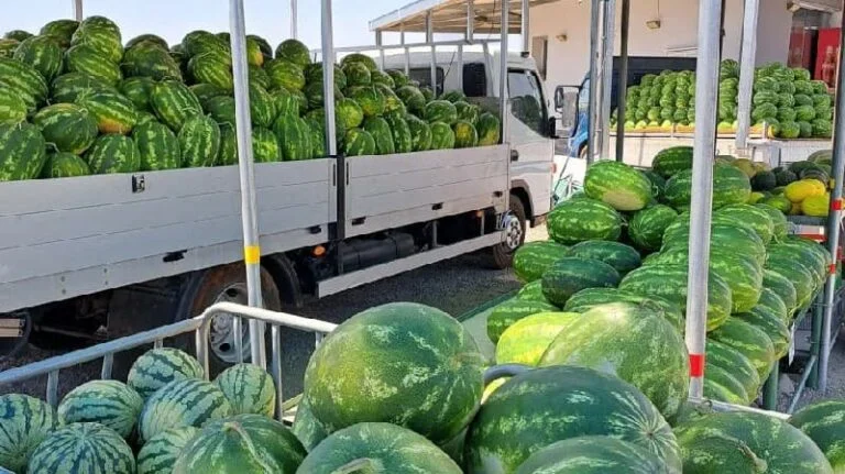 البطيخ “ملك” الفواكه: الأسعار والأصناف وكيفية الاختيار