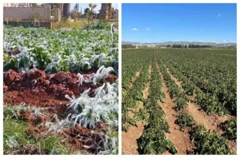 محاصيل قبرص تدمرت بسبب الصقيع غير المسبوق