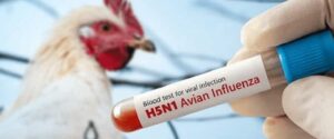 قبرص في حالة تأهب قصوى لمواجهة إنفلونزا الطيور بعد تفشيها في أوروبا – وقد تم بالفعل إرسال التعليمات إلى المنتجين