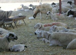 تشديد الإجراءات الأمنية عند نقاط العبور بسبب مرض الحمى القلاعية – تدابير صارمة ومراقبة على مدار 24 ساعة عند نقاط التفتيش لمنع انتشار المرض