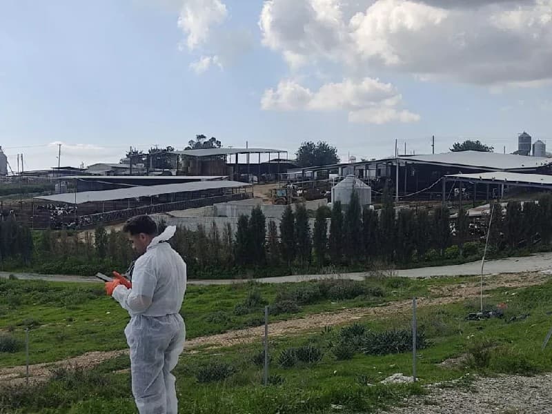 جبنة حلوم مُدعّمة ضد مرض الحمى القلاعية: لا حظر على الصادرات من المملكة المتحدة وكندا وأستراليا