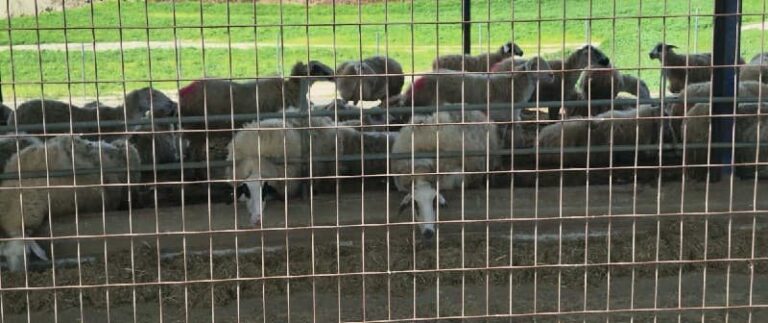 أعربت الهيئة الأوروبية لسلامة الأغذية عن استعدادها في قبرص للتعامل مع مرض الحمى القلاعية – “حظر المنتجات هو من مسؤولية السلطات المحلية”.