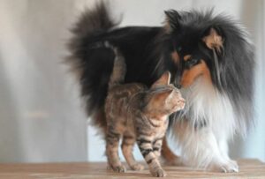 وافق البرلمان الأوروبي على أول لوائح الاتحاد الأوروبي على الإطلاق بشأن اقتناء وتربية واستيراد القطط والكلاب.