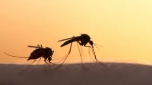 تفشي البعوض في نيقوسيا بعد هطول الأمطار – أين تكمن المشكلة الأكبر؟ – ماذا يجب على المواطنين فعله؟