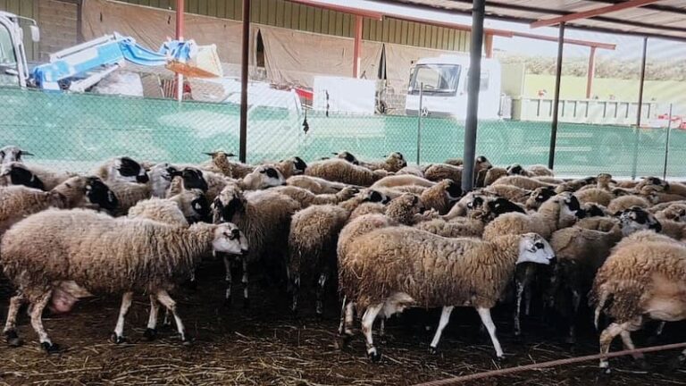 أُصيبت 46 رأسًا من الأغنام والماعز بمرض اللسان الأزرق في نيقوسيا وليماسول، ونفق منها عشرة.