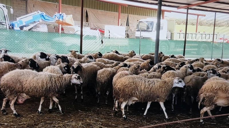 أُصيبت 46 رأسًا من الأغنام والماعز بمرض اللسان الأزرق في نيقوسيا وليماسول، ونفق منها عشرة.